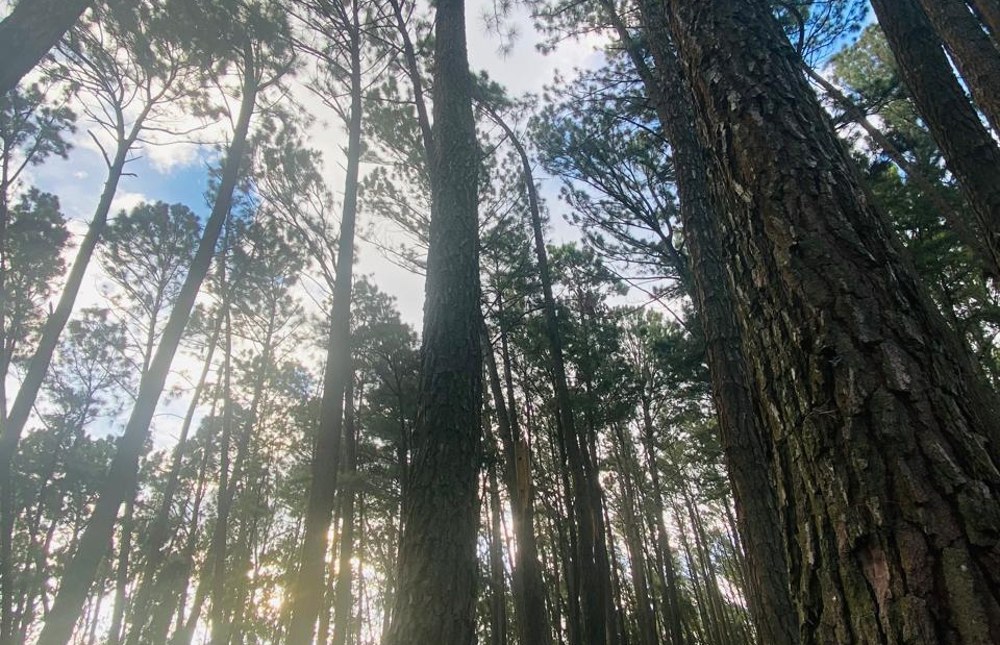 Rainforest Wilderness